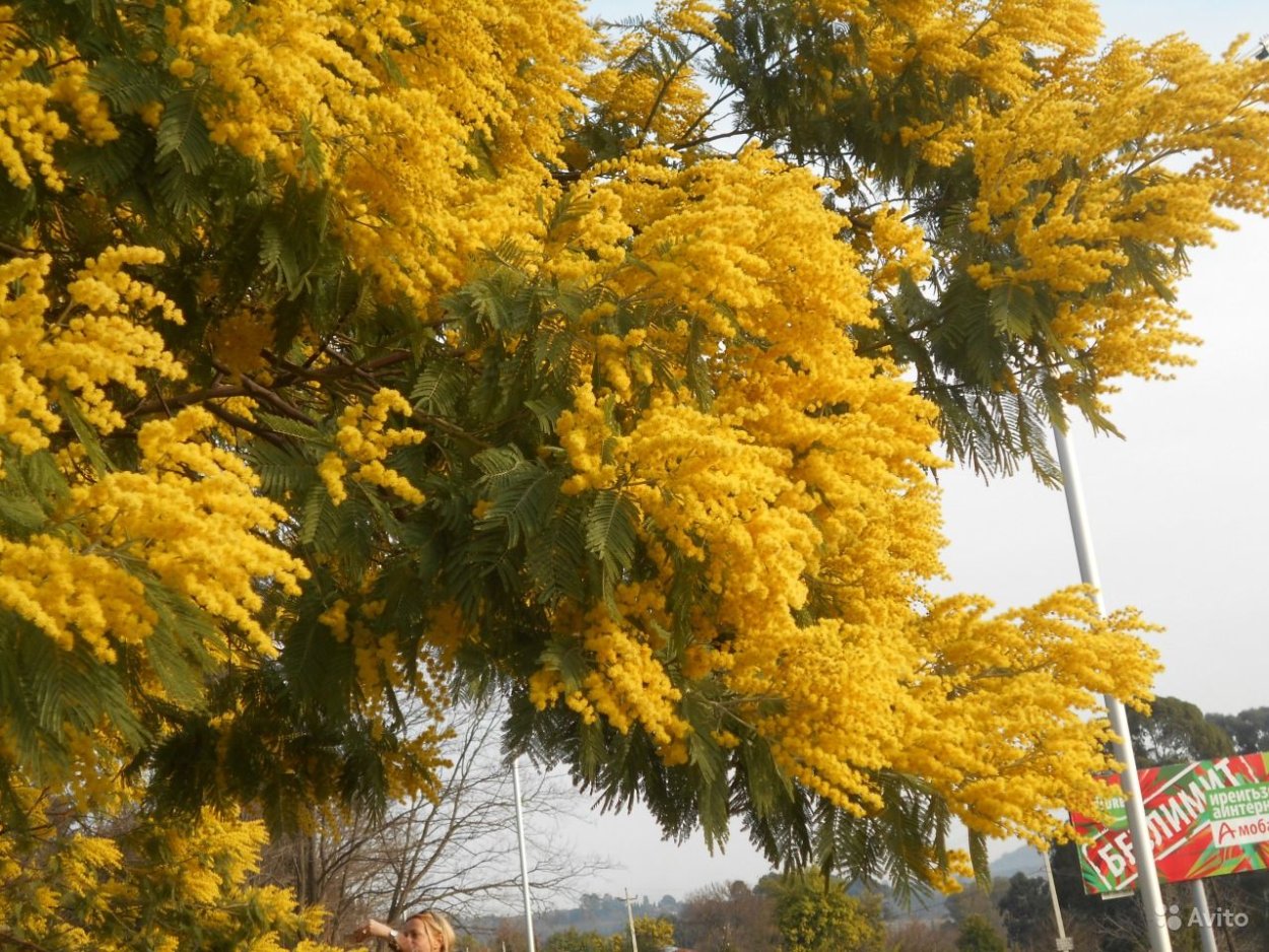 цветущие деревья абхазии фото и названия