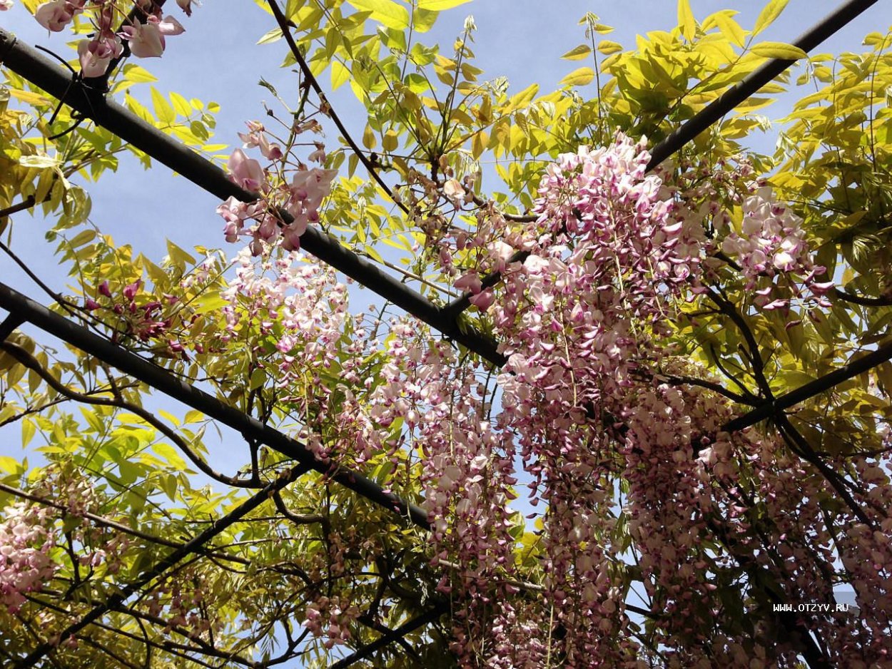 Айва японская дерево