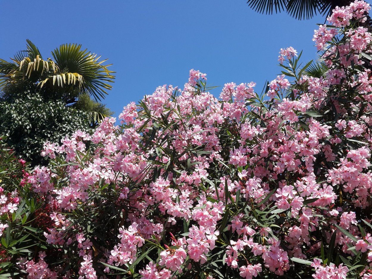 Миндаль персиковый кустарник