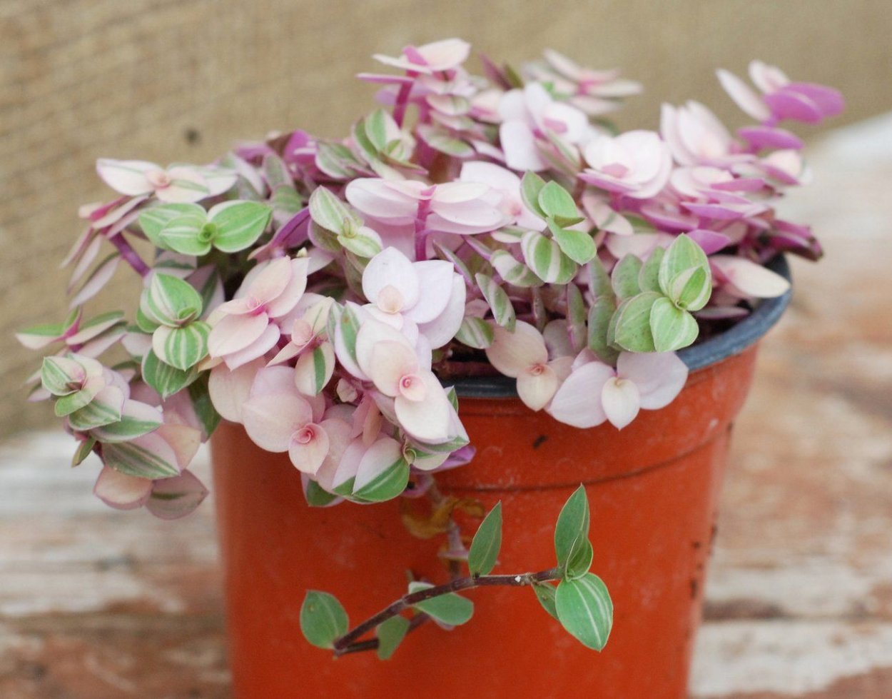 Каллизия Бьянка