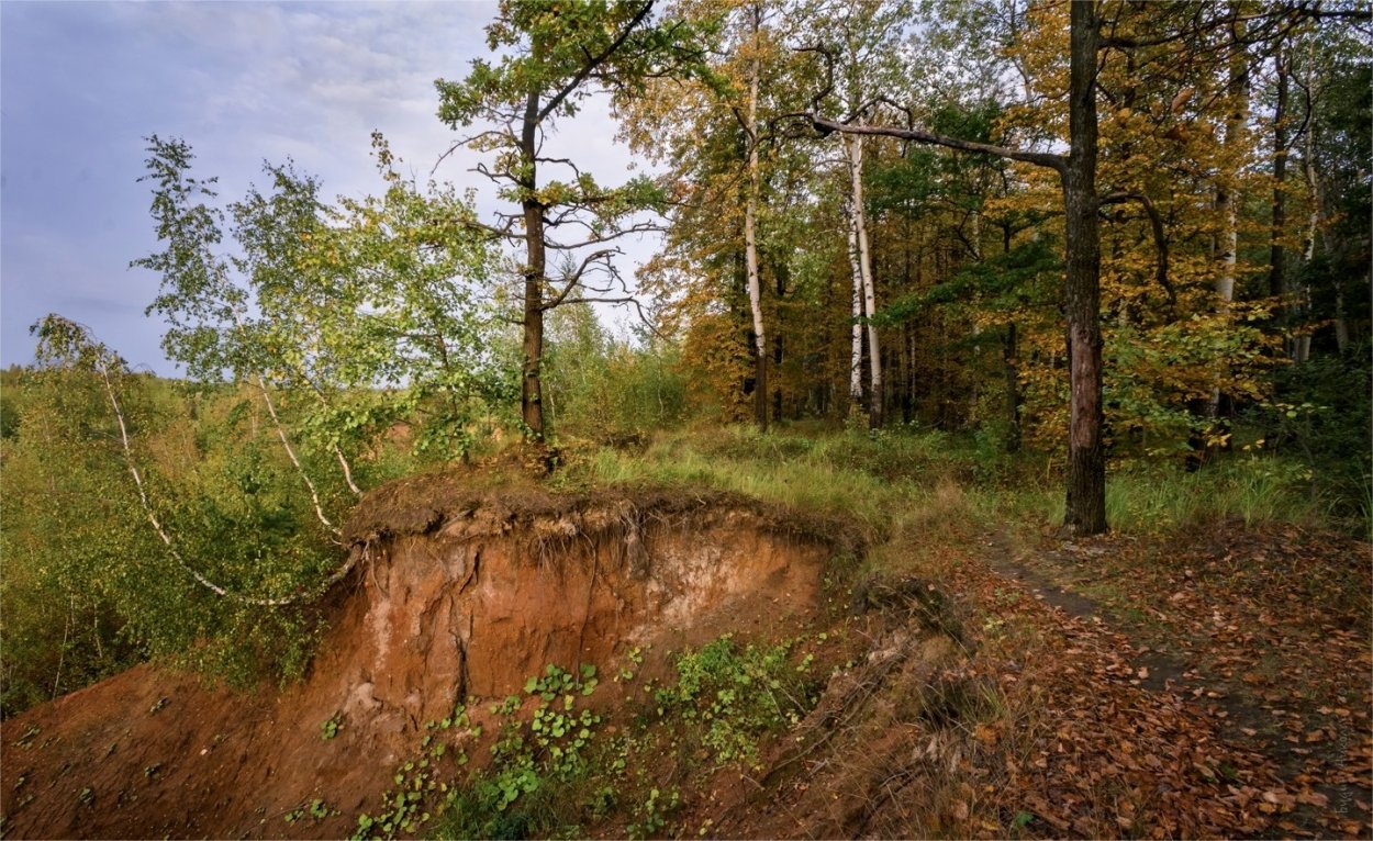 Большой овраг в лесу