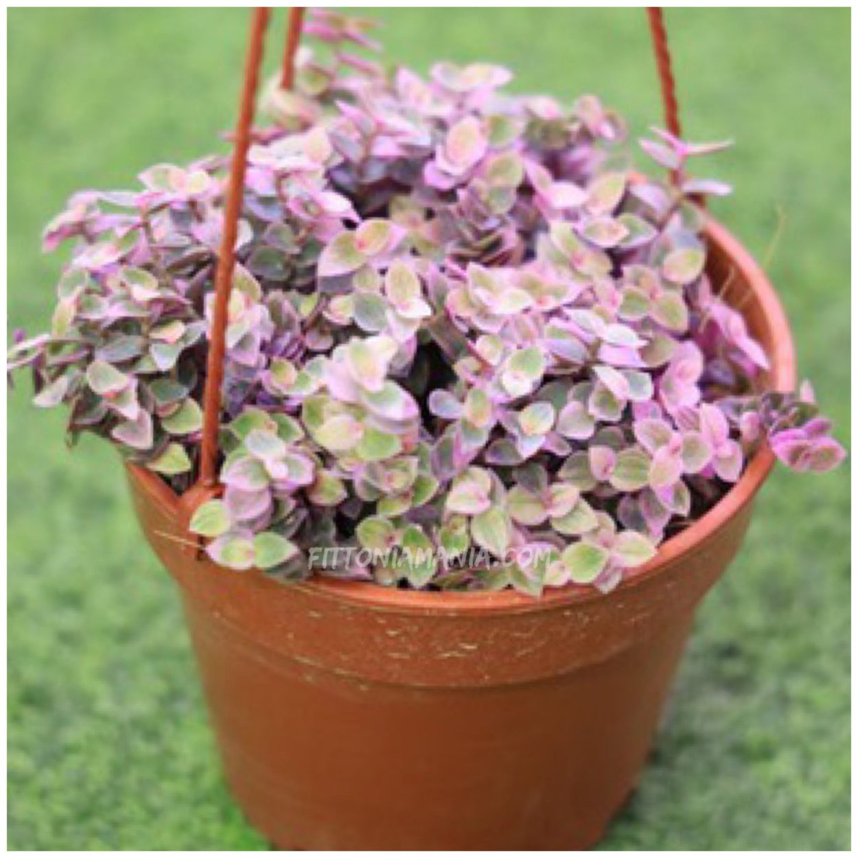 Каллизия розовая