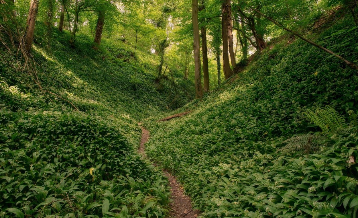 Извилистая тропинка