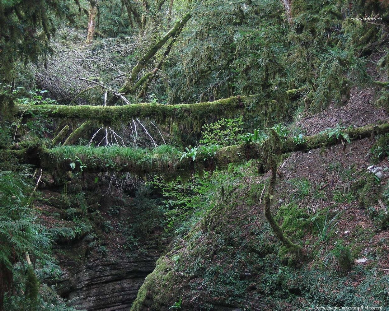 Мозжинский овраг