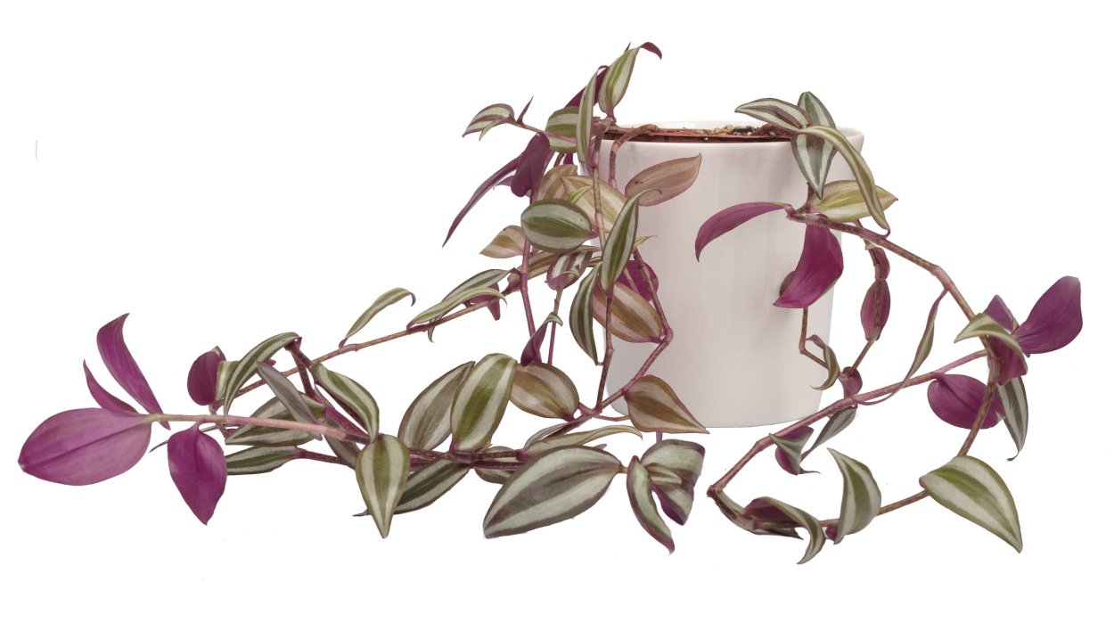 Традесканция зебрина квадриколор