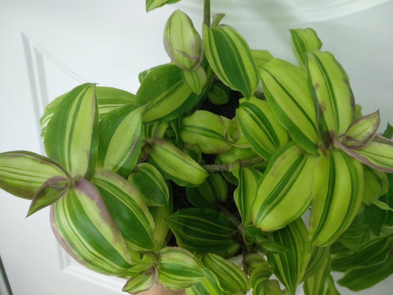 Традесканция конгеста Вариегата