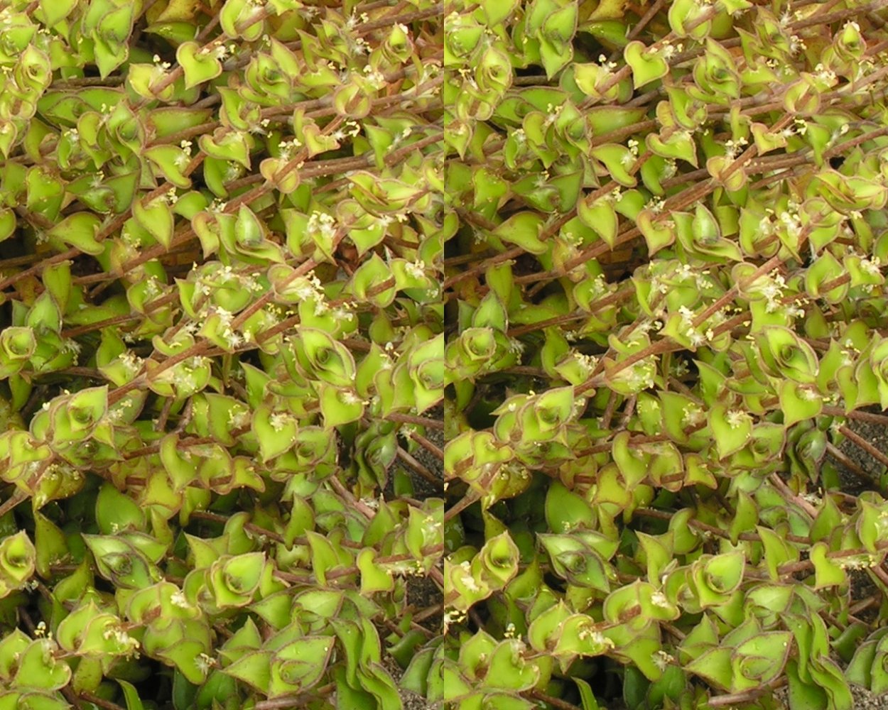 Традесканция Нанук ( Tradescantia » Nanouk «)