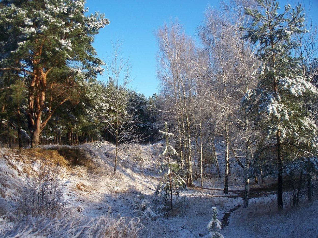 Овраг Сосновый Самарская область