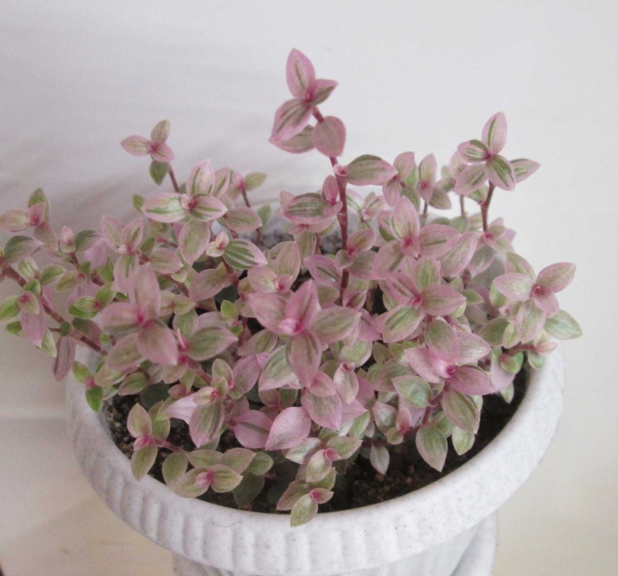 Каллизия Репенс цветок