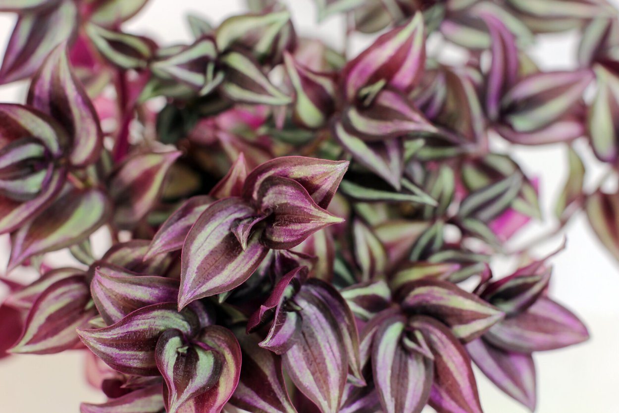 Традесканция Fluminensis quadricolor