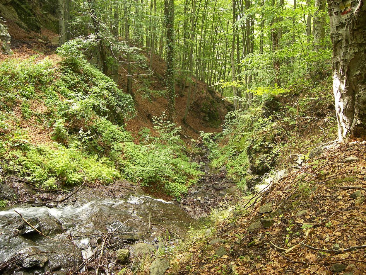 Чёртов овраг в Псковской области