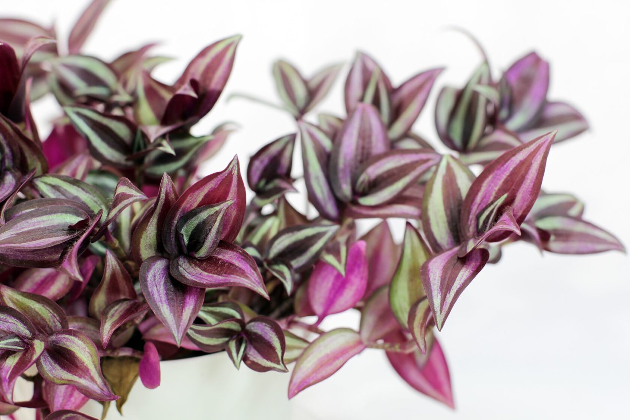 Традесканция каллизия