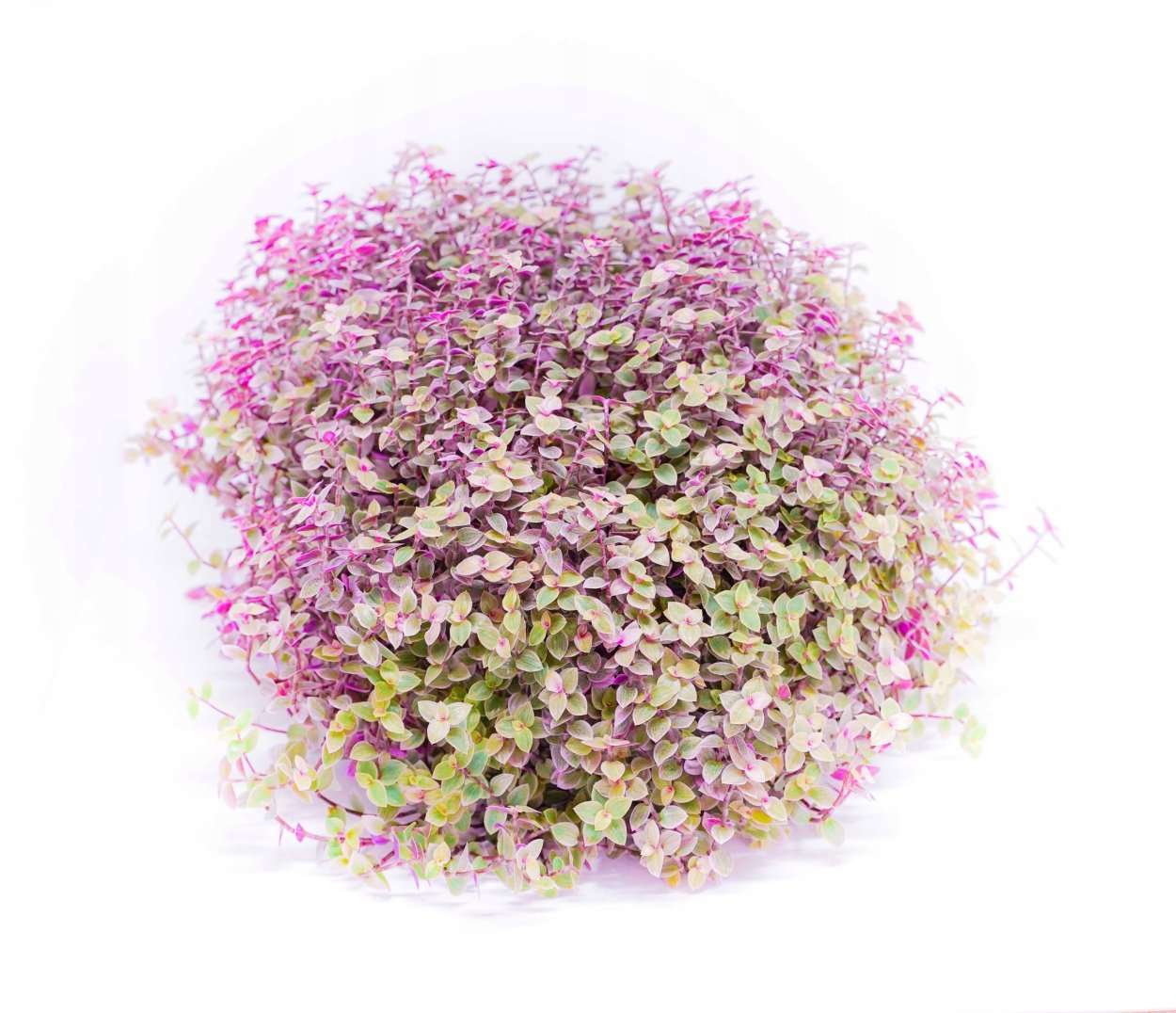 Традесканция Fluminensis quadricolor