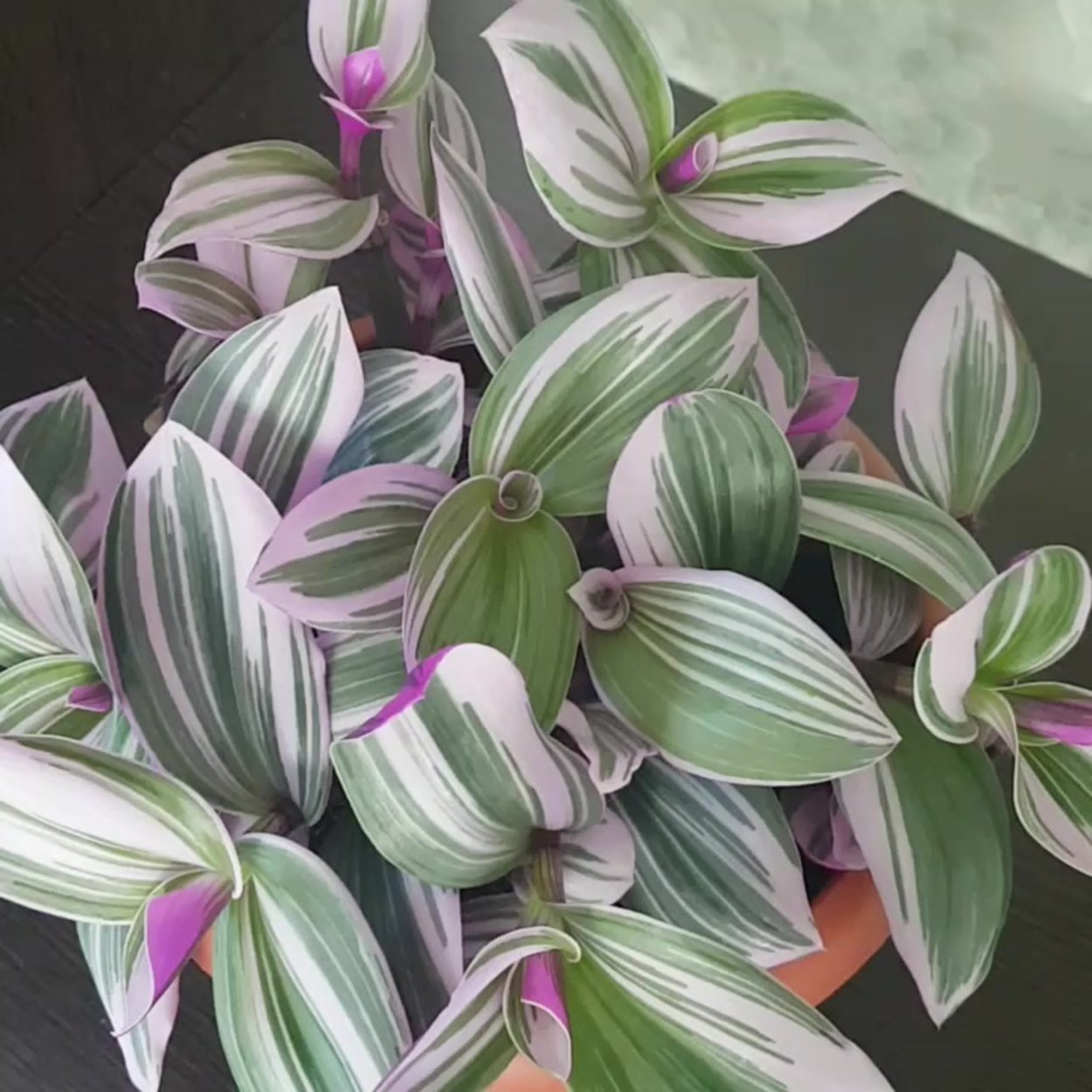 Традесканция каллизия