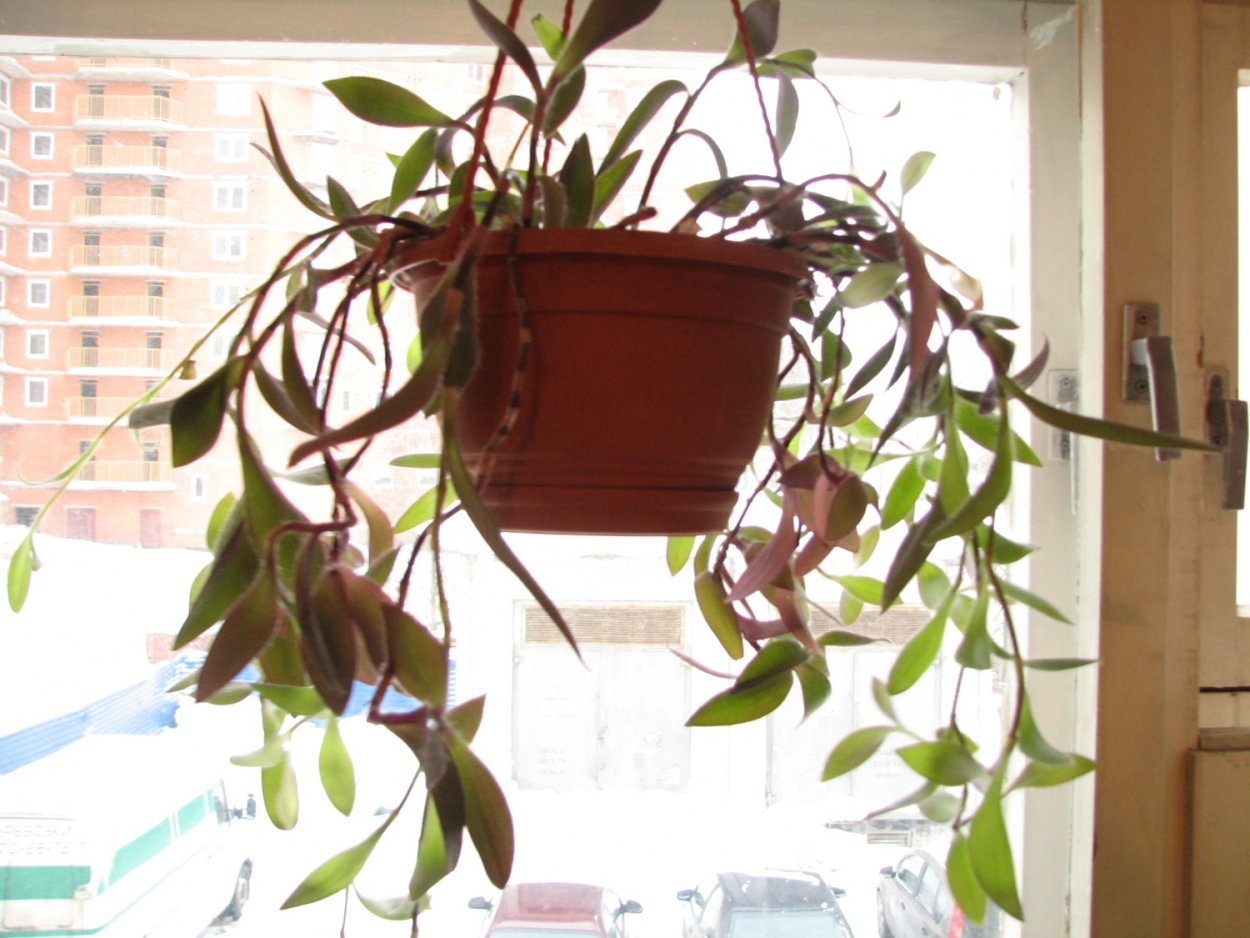 Традесканция Элеганс