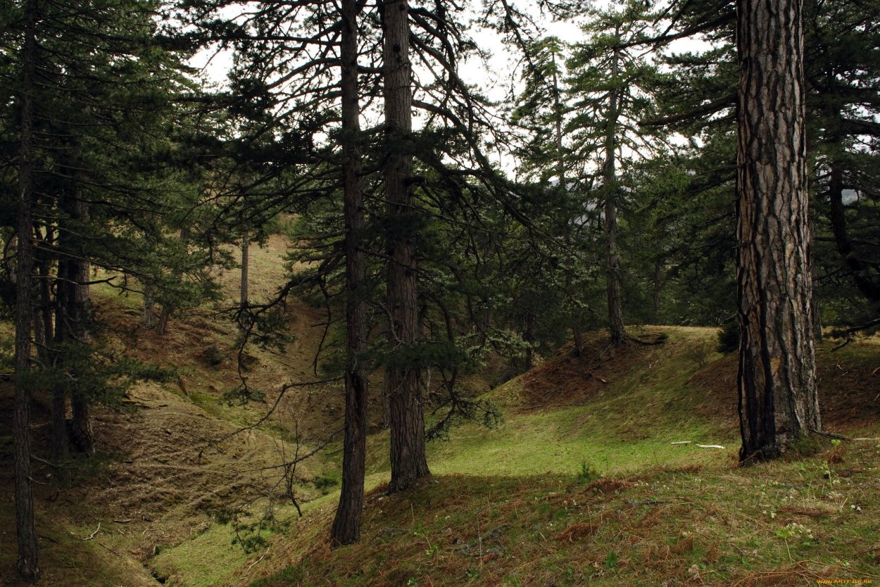 Тайга хвойный Бор НЕПРОХОДИМАЯ
