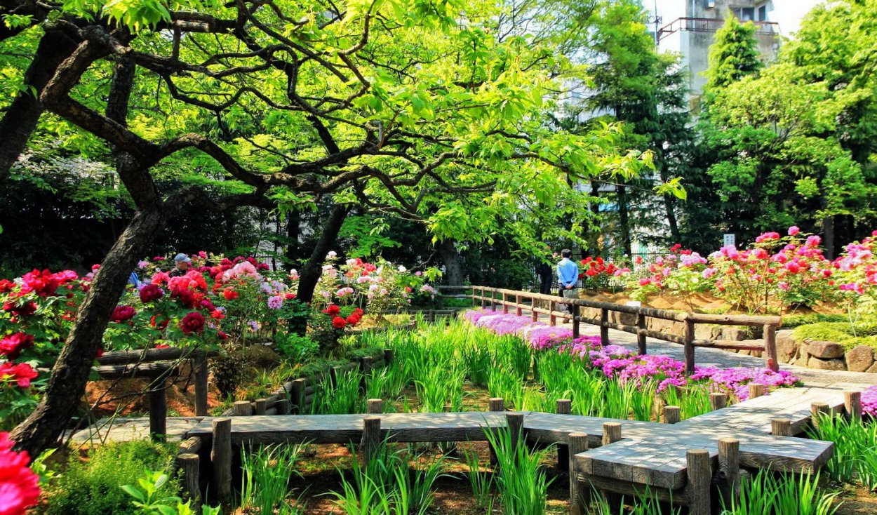 Пионовые сады в Китае