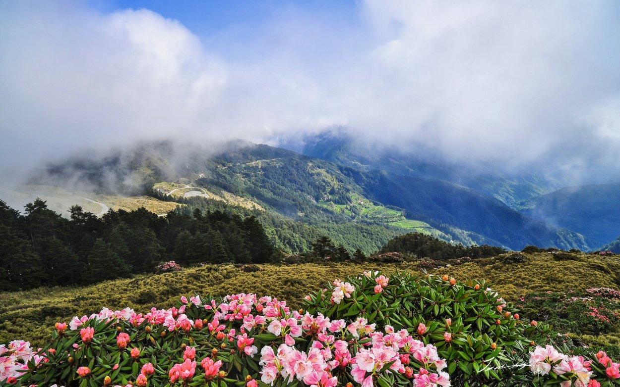 Пион английский сад Мюнхен