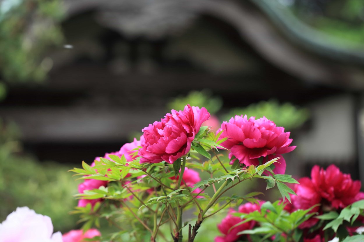 Пионы в японском саду