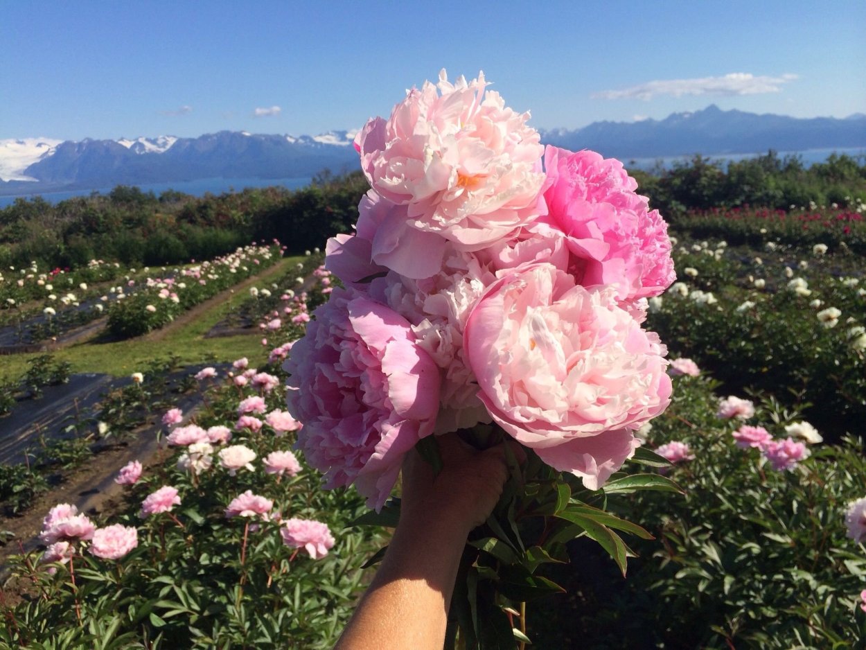 Гортензия Дендрарий