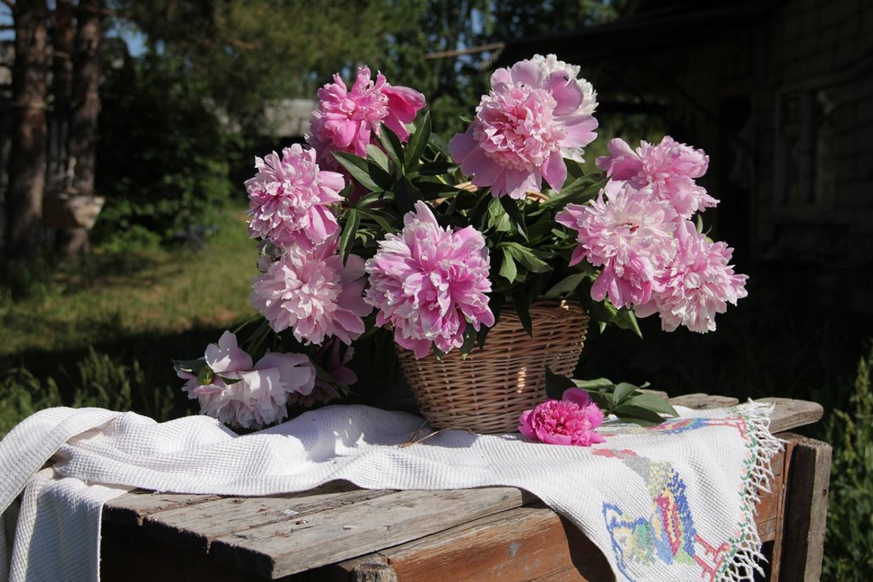 Клумба хвойники рододендрон Азалии