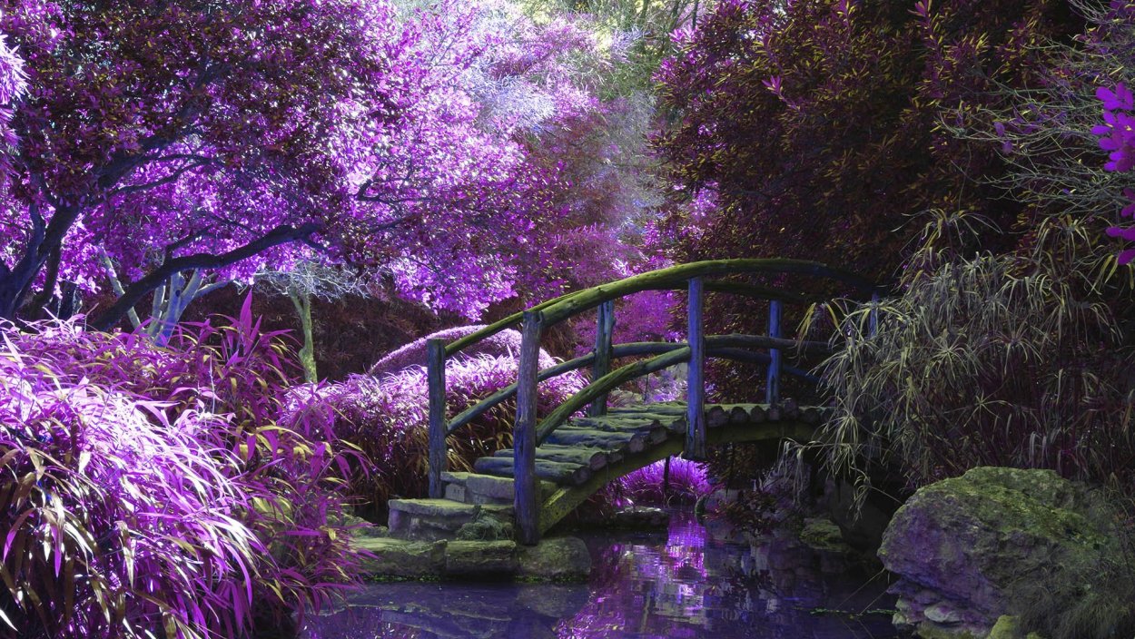 Роза Кенсингтон Гарден