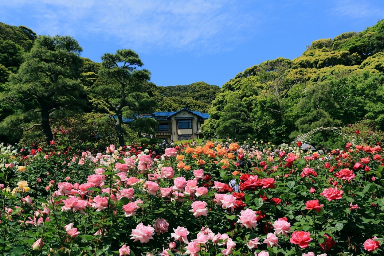 Сад пионов Сукагава Япония