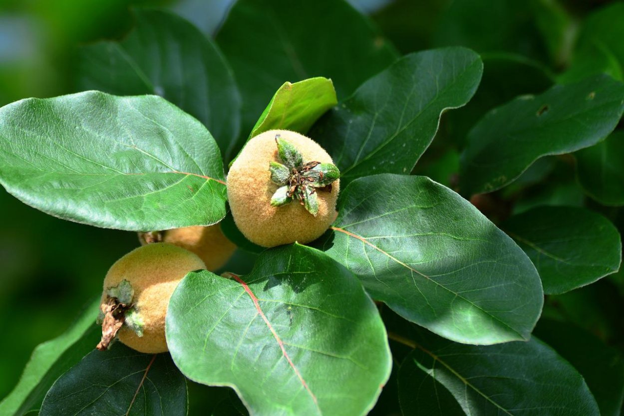 Миндаль бумажный дерево