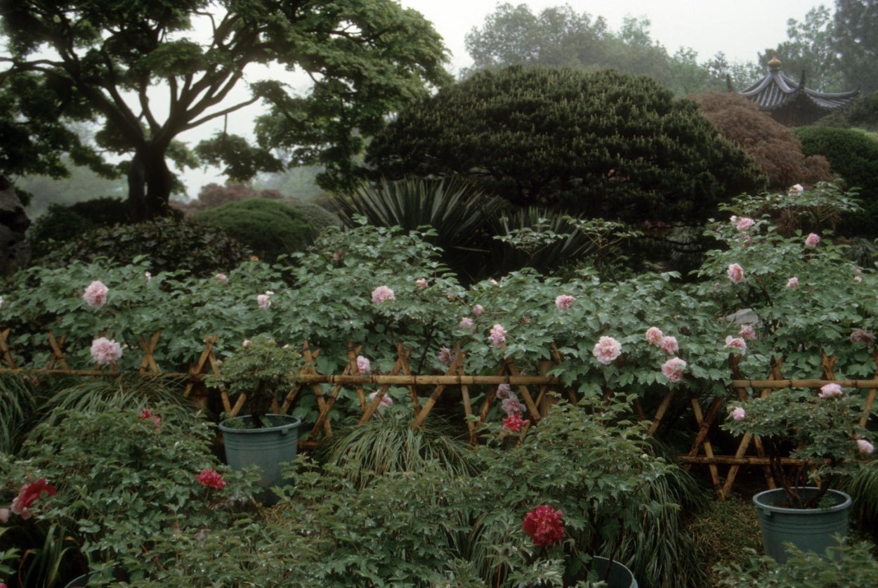 Сад пионов Китай