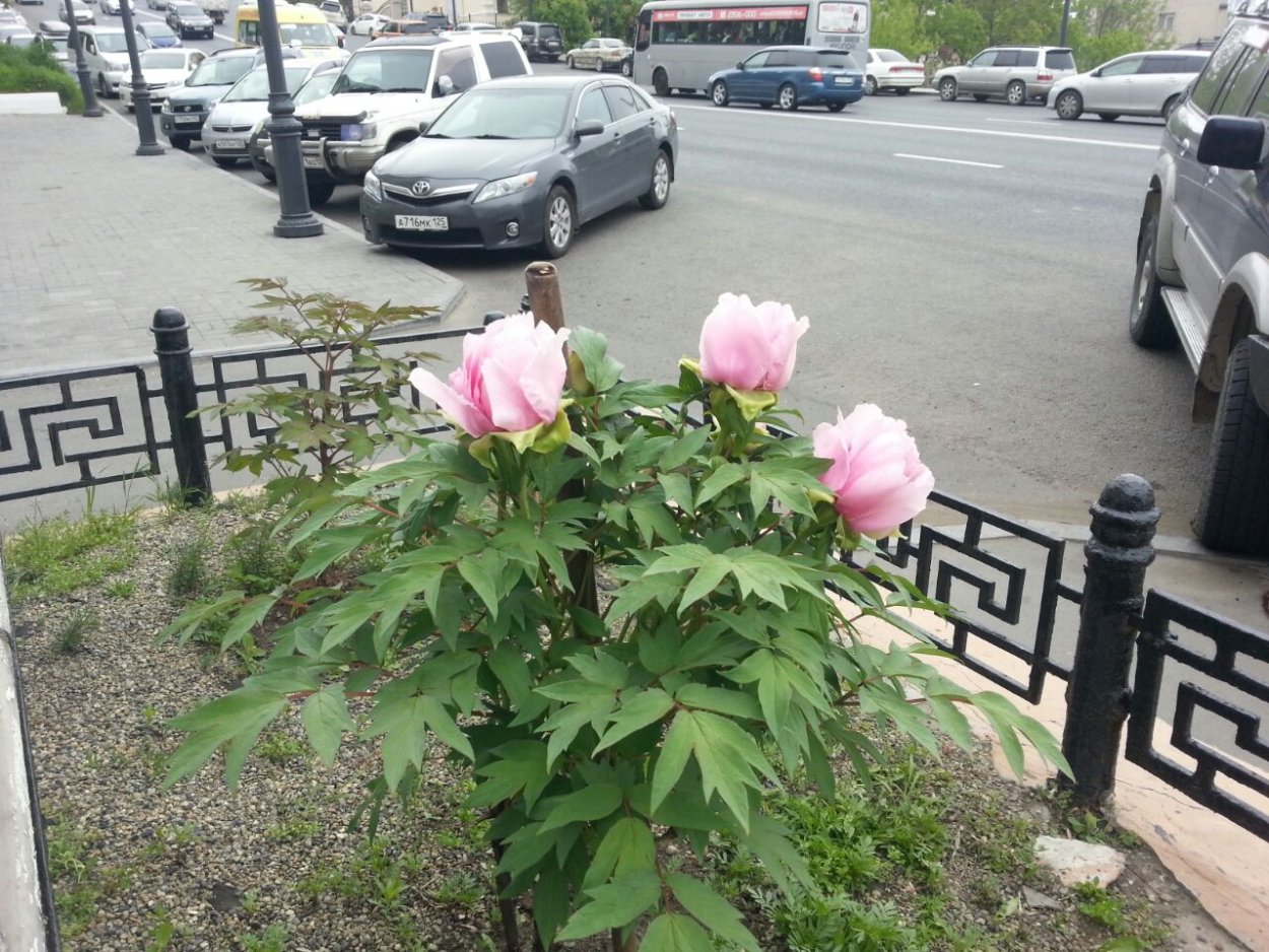 Художник Liang Yan Sheng