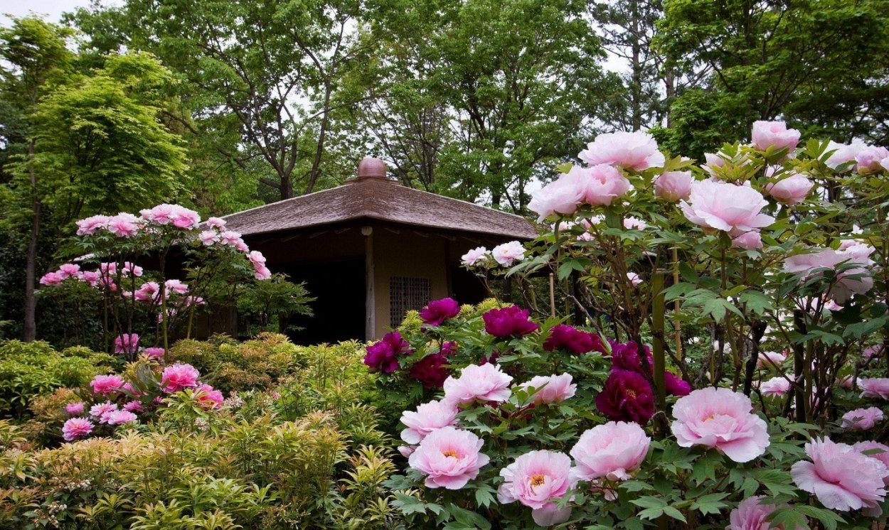 Сад пионов Алтай