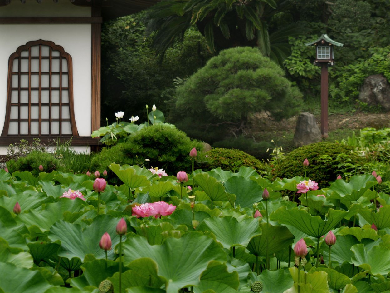 Кацусика Хокусай пионы и бабочка