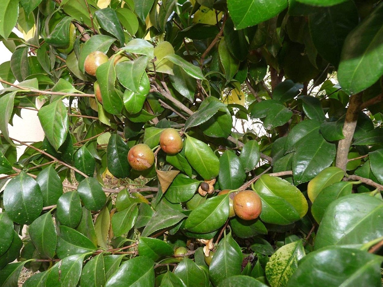 Камелия китайская Синенсис плоды