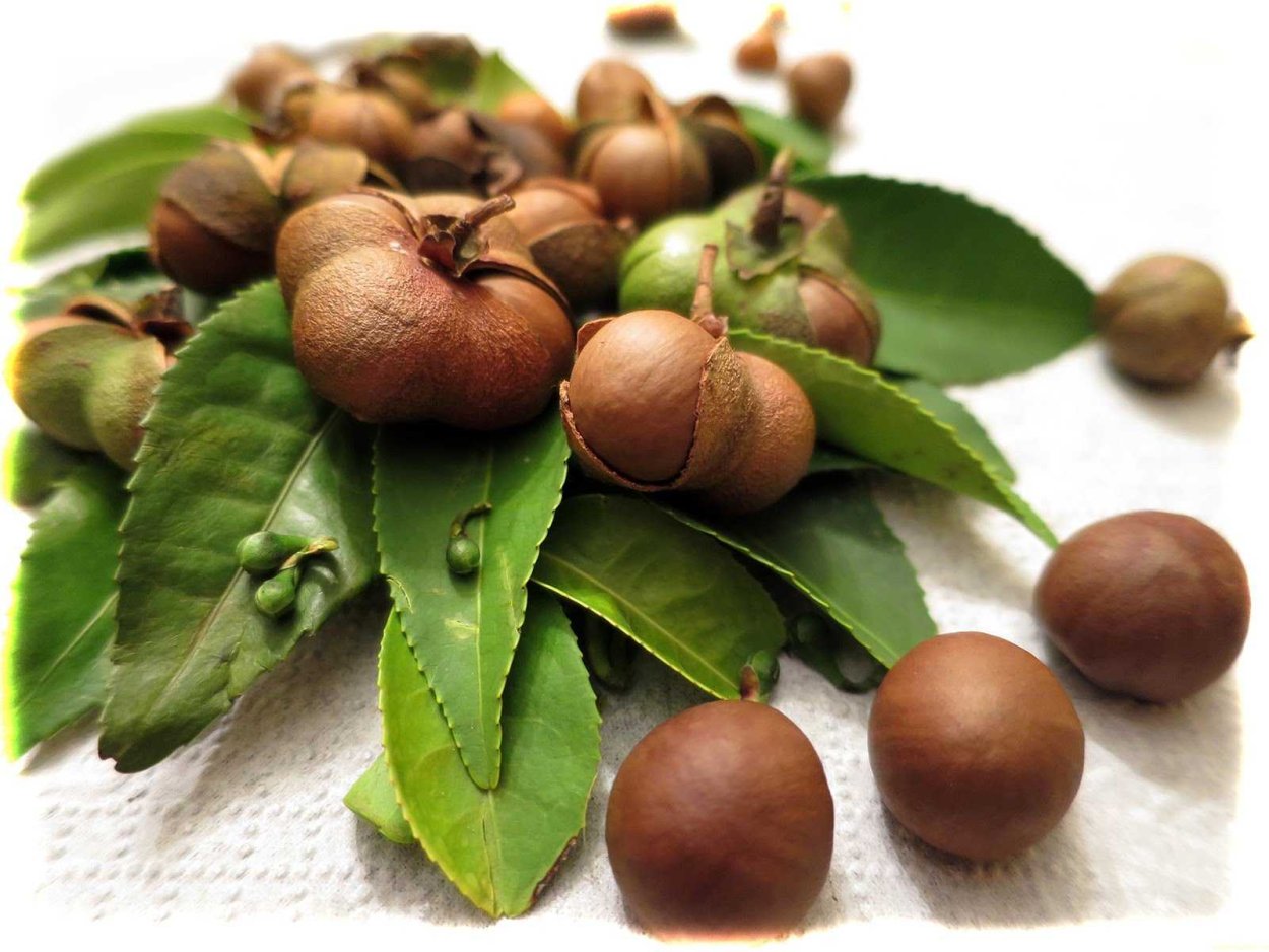 Камелия китайская чайная семена