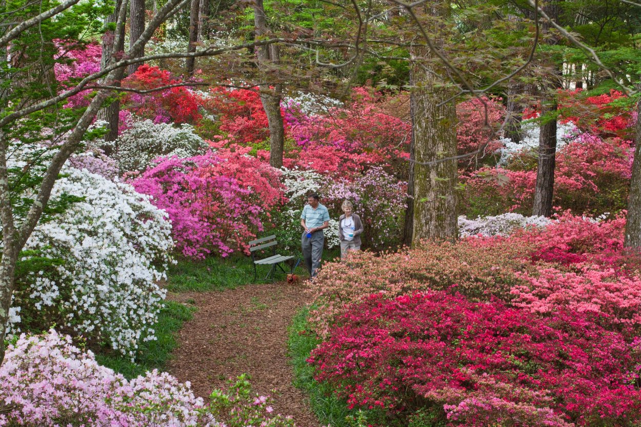 Лотус цветы в Японии