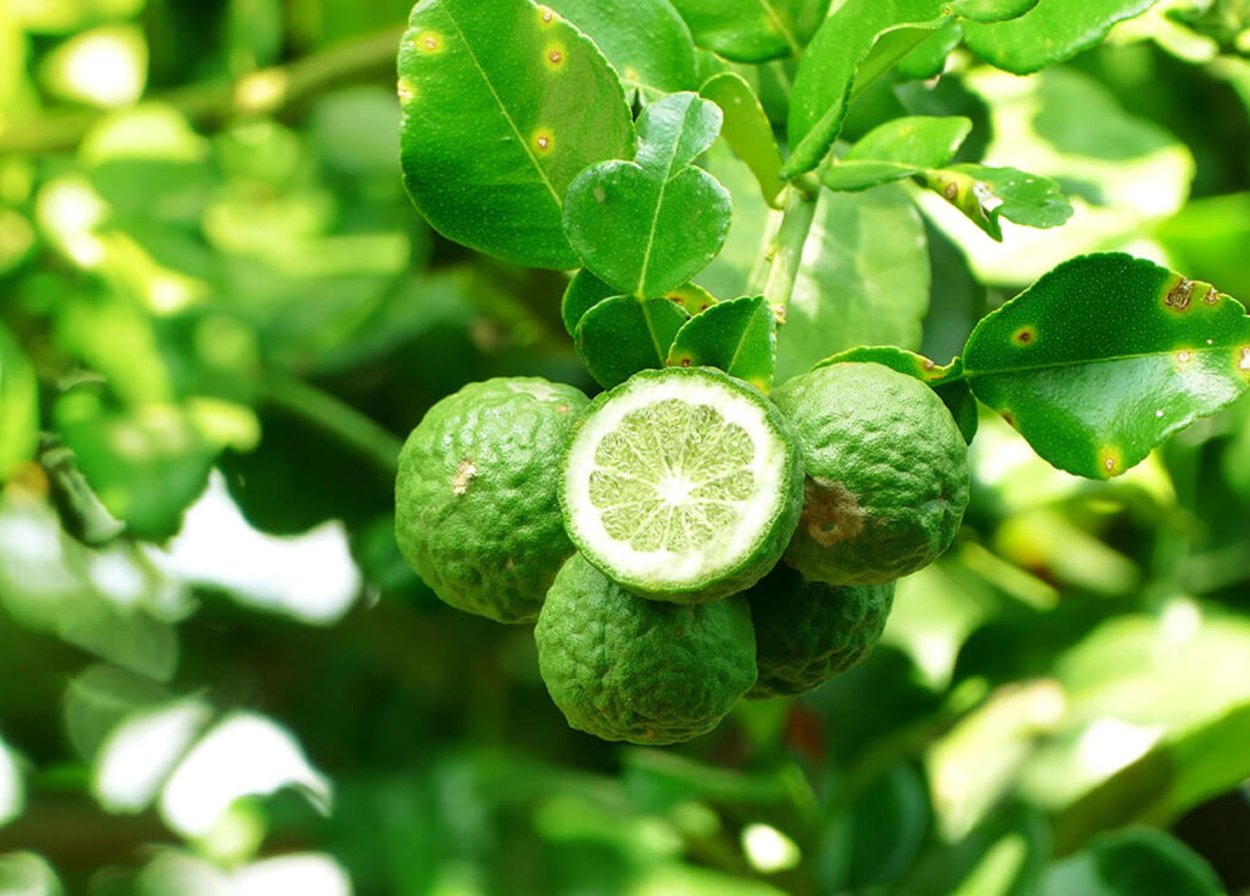 Веточки бергамота дерева