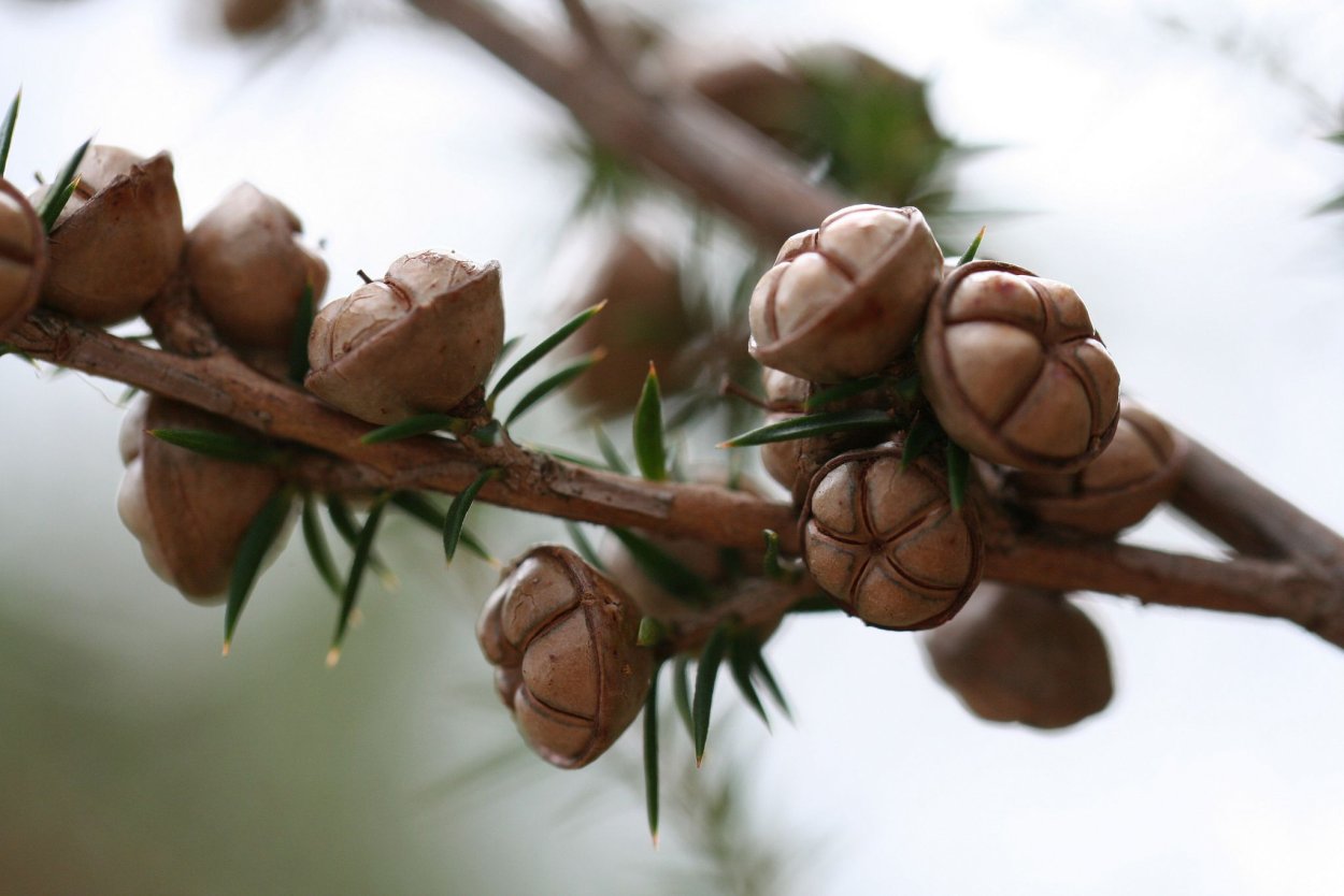 Мирт целебная Аура