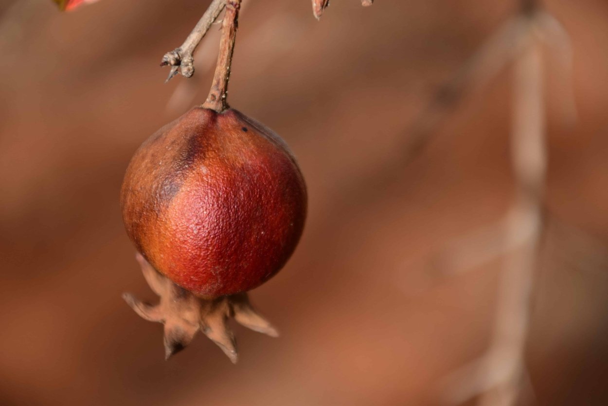 Зерна кофе на ветке