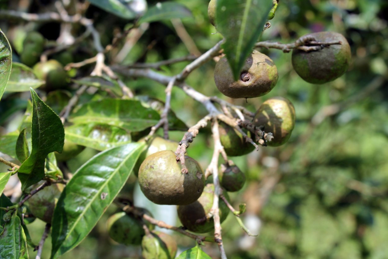 Плоды чайного дерева