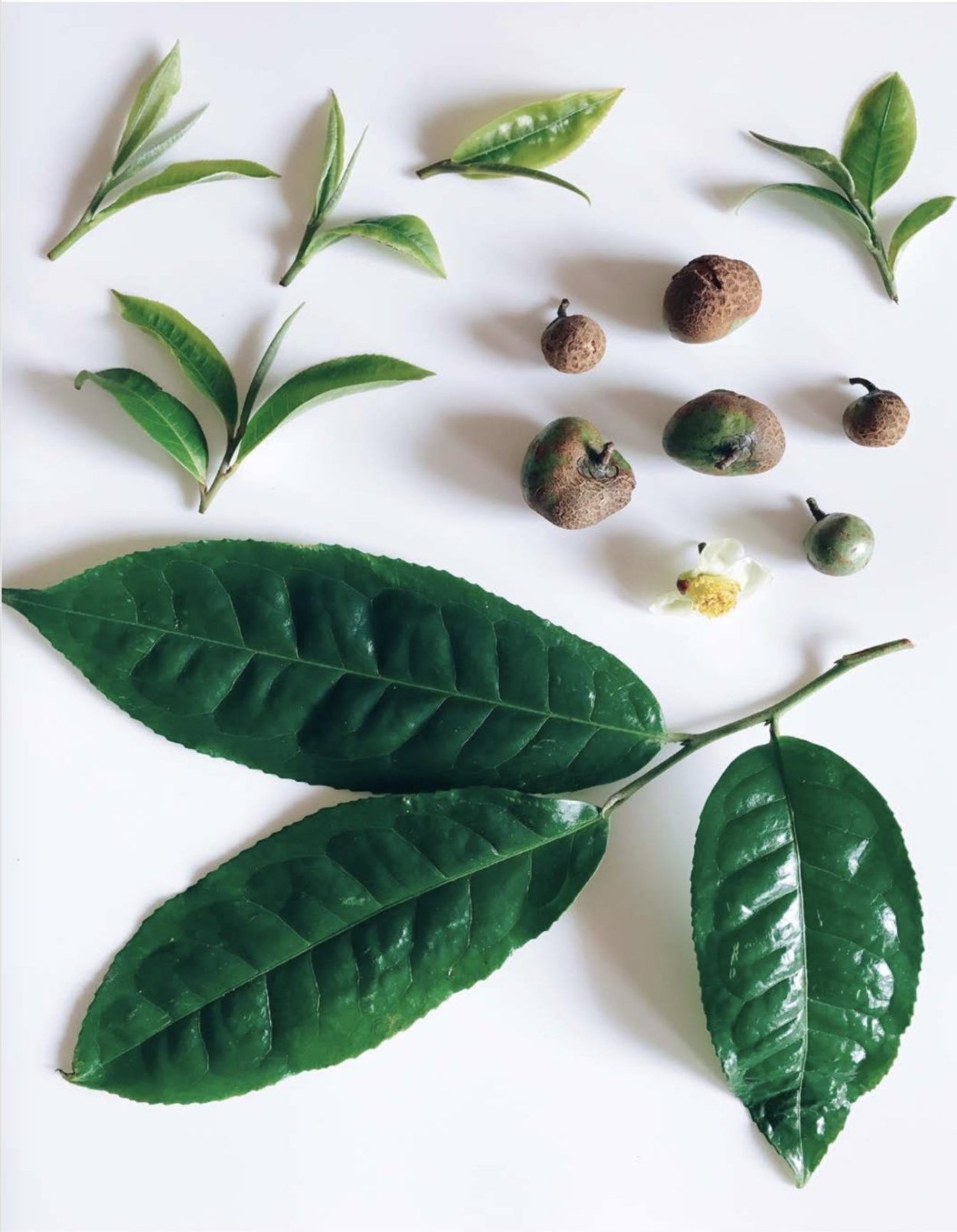 Кристаллы соли каштан зелёный чай дерево