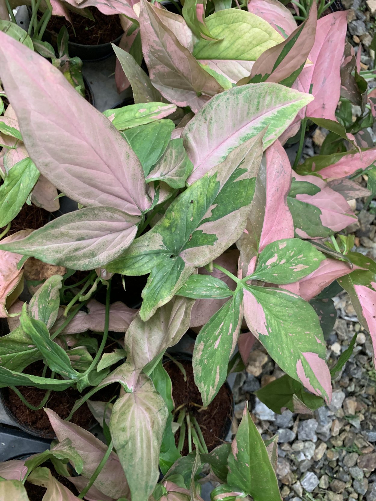 Сингониум Еллоу Пинк