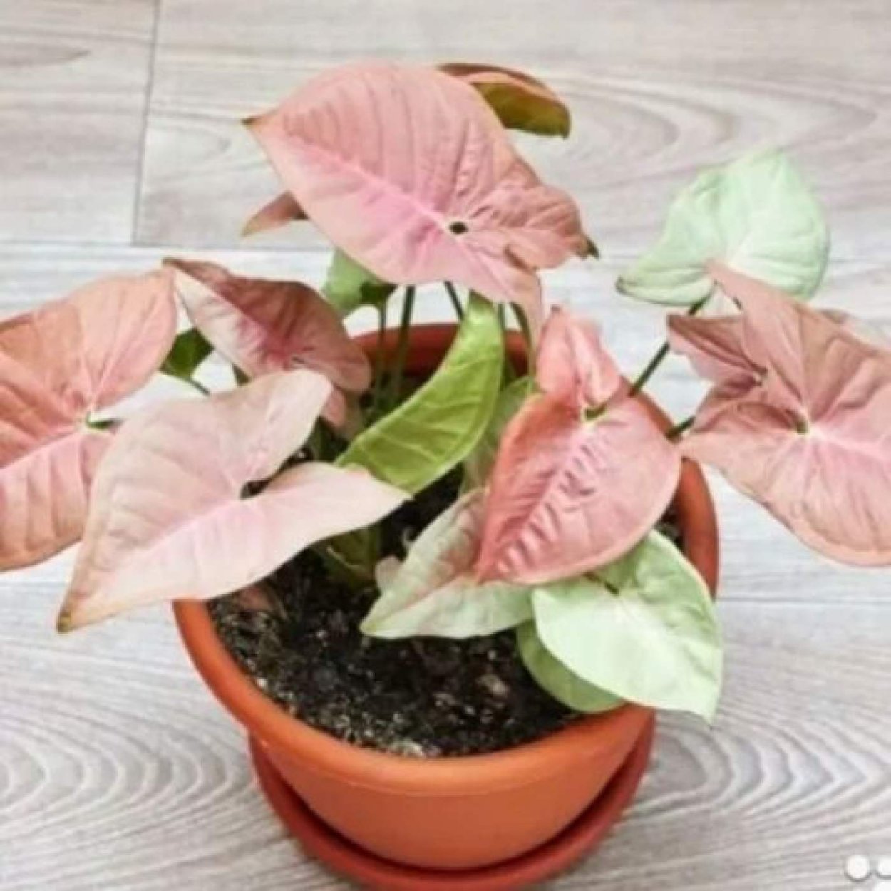 Сингониум Жаде