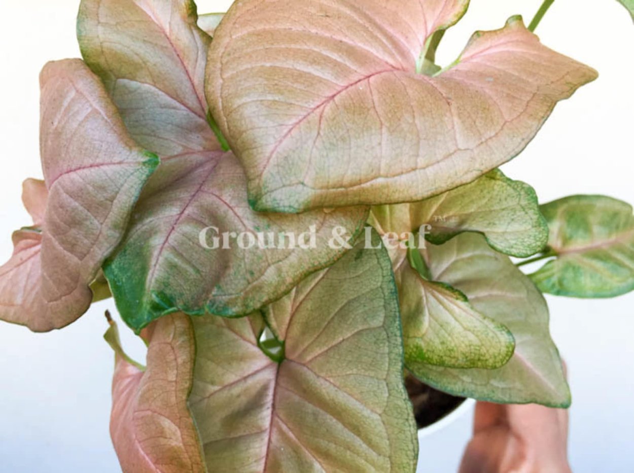 Сингониум Перфекшн