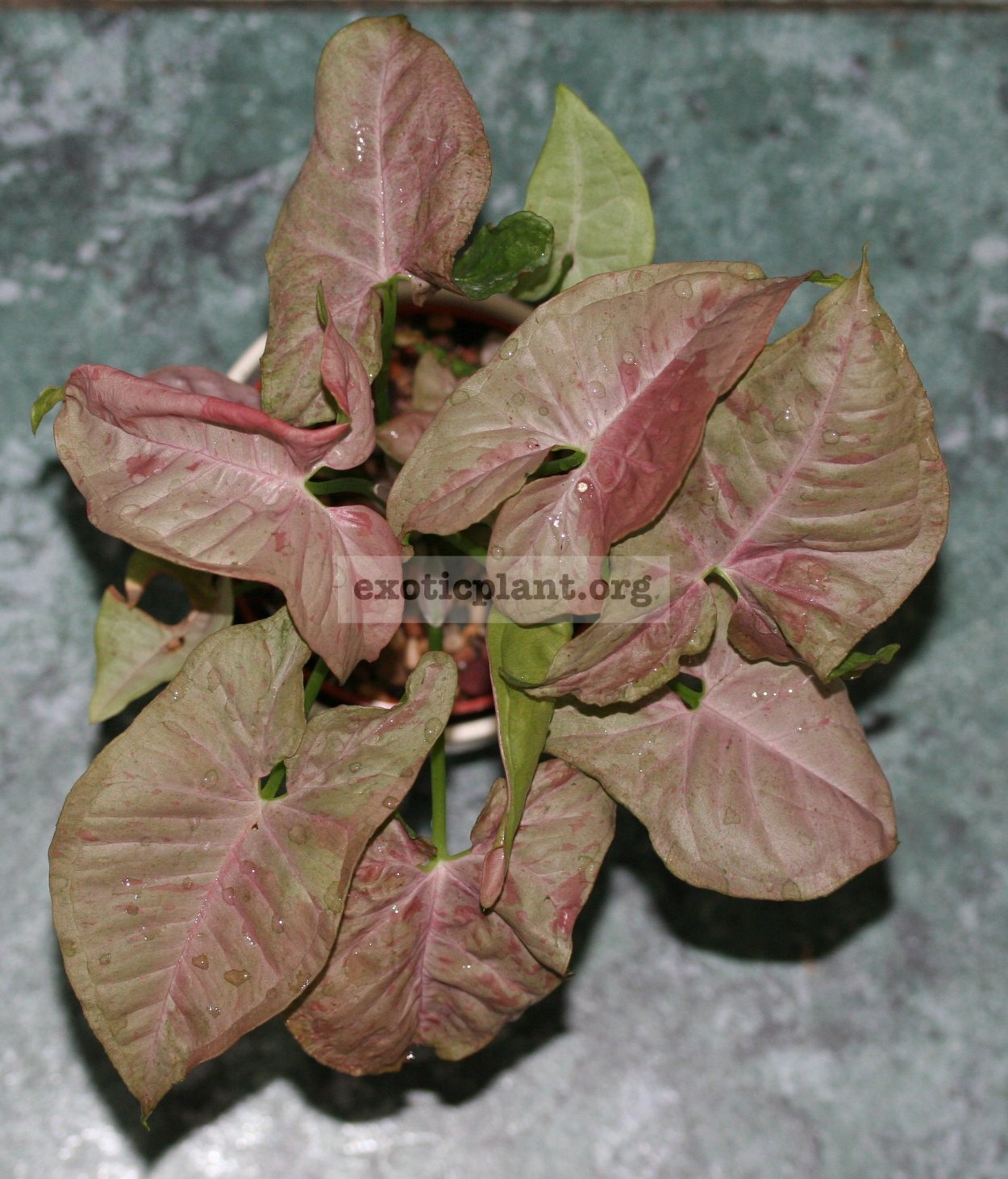 Сингониумы кустовые сорта