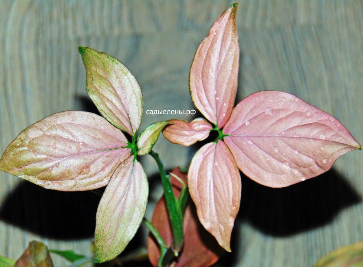 Сингониум Пинк Перфекшн