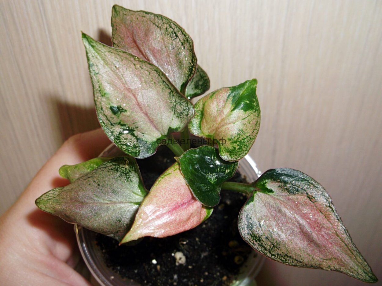 Сингониум Pink Salmon