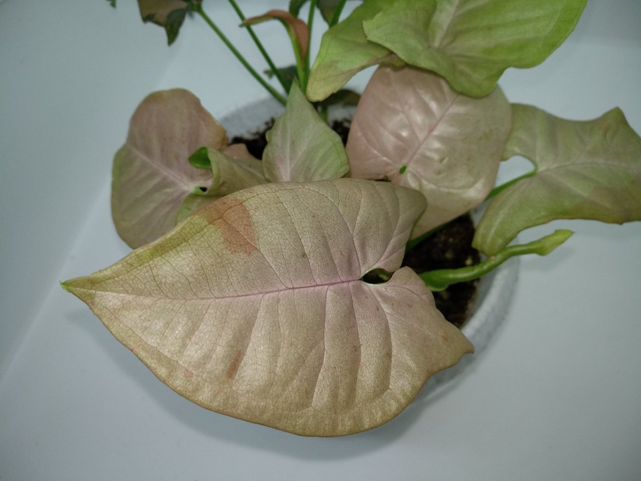 Сингониум Пинк спот