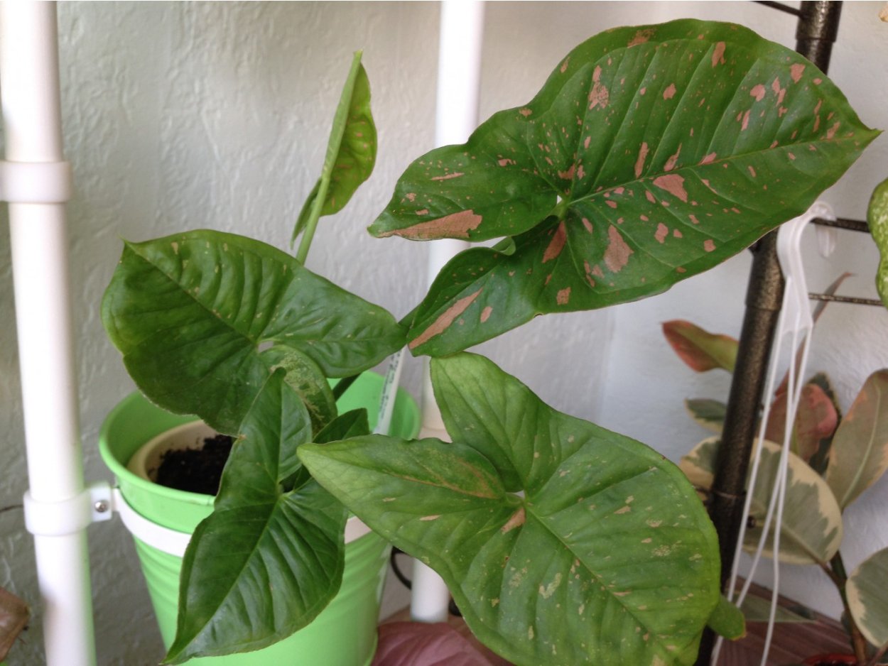 Сингониум Регина