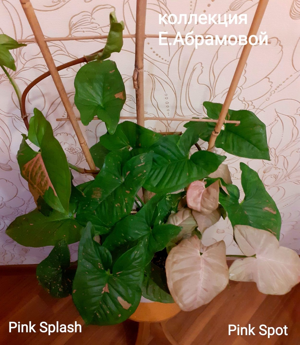 Сингониум неон Пинк