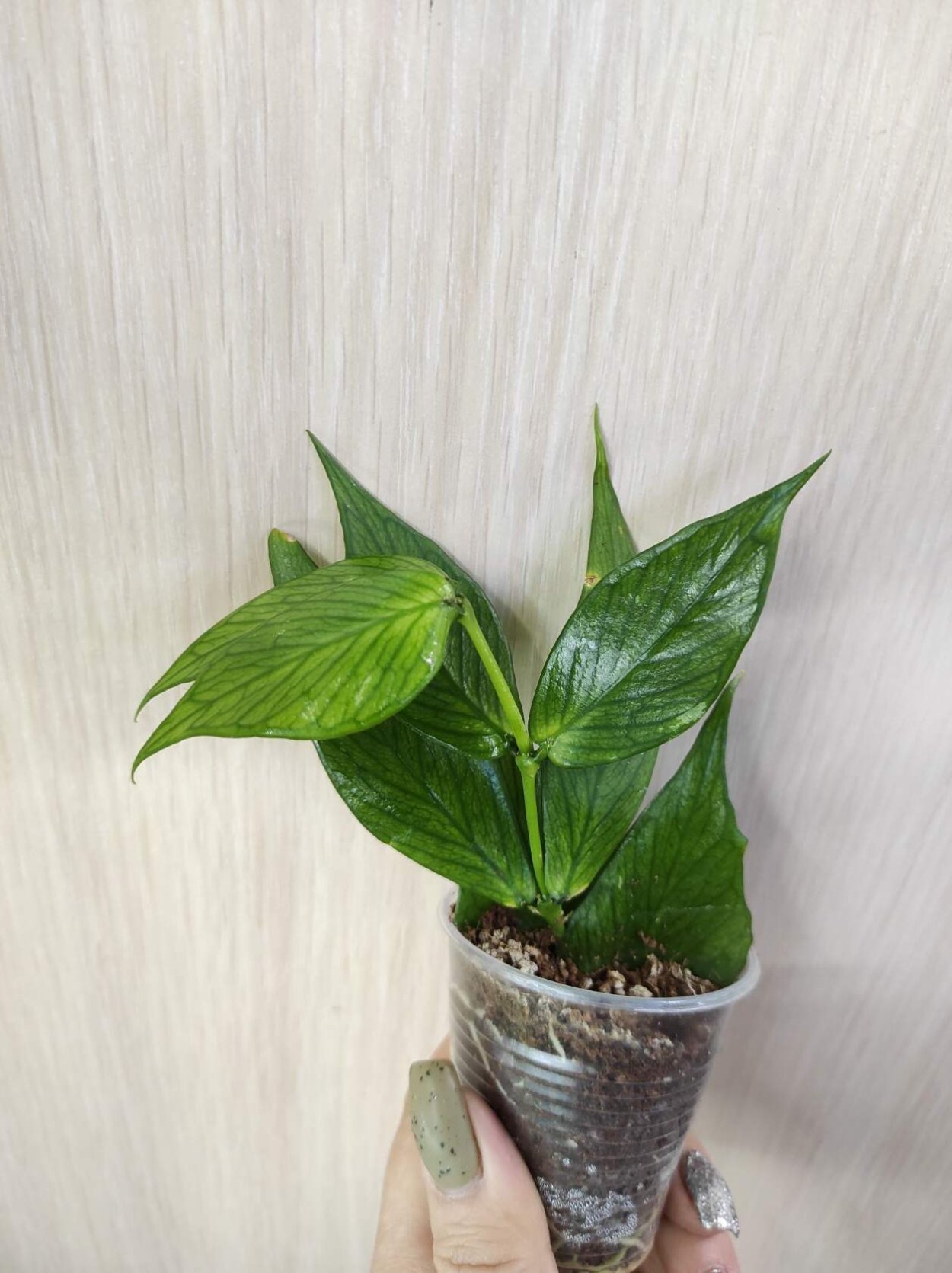 Сингониум ред Сплеш